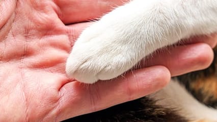 What to expect when your pet is put to sleep