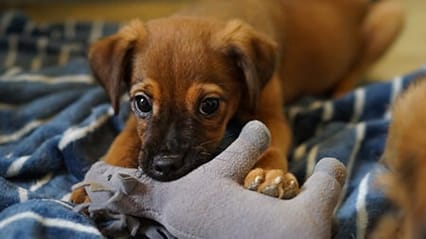 After losing a pet, when it the right time to get another?