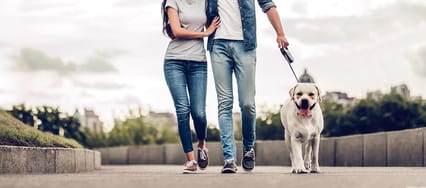 A couple walk their dog in an urban setting
