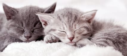 Two kittens cuddle and doze together