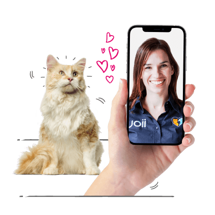 Older cat chatting with a vet on a smartphone