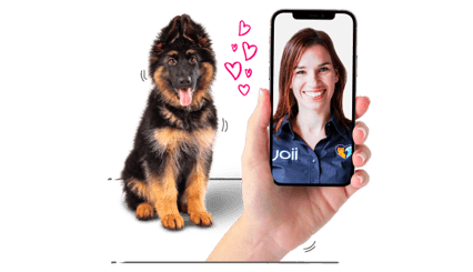 A young dog sits infront of a person who is having a video call with a vet