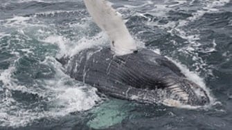 A whale breaches the water with a fin in the air