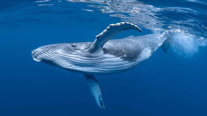 Picture of a whale