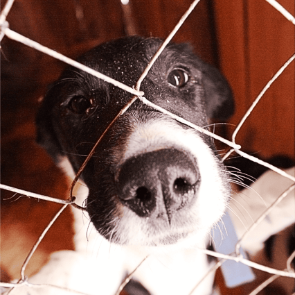 A dog pokes its nose through a wire fence