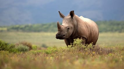Rhino in a field