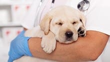 A vet holds a sleepy puppy in their arms