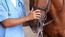 A vet pets a horse