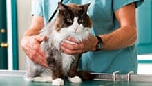 A vet examines a cat on a table