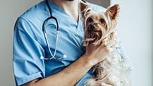 A vet holds a small dog in their arms
