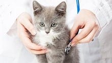 A grey kitten has an examination by a vet