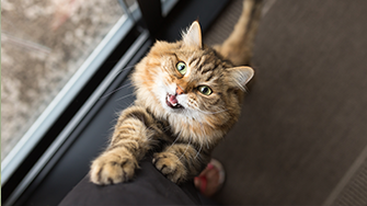 A fluffy tabby cat reaching up towards an owner