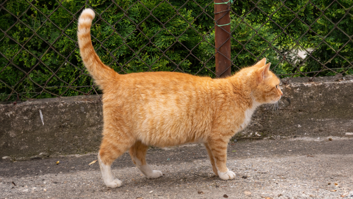 A pregnant ginger cat