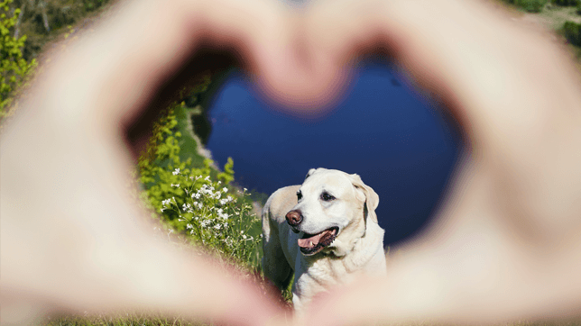 a dog seen through a heart shaped hand