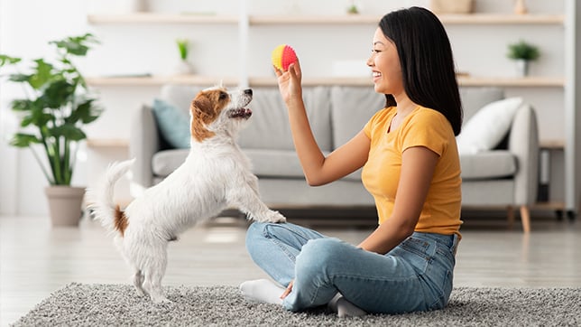 An owner holding a ball for their dog