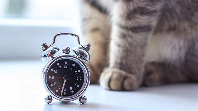 A cat standing next to a clock