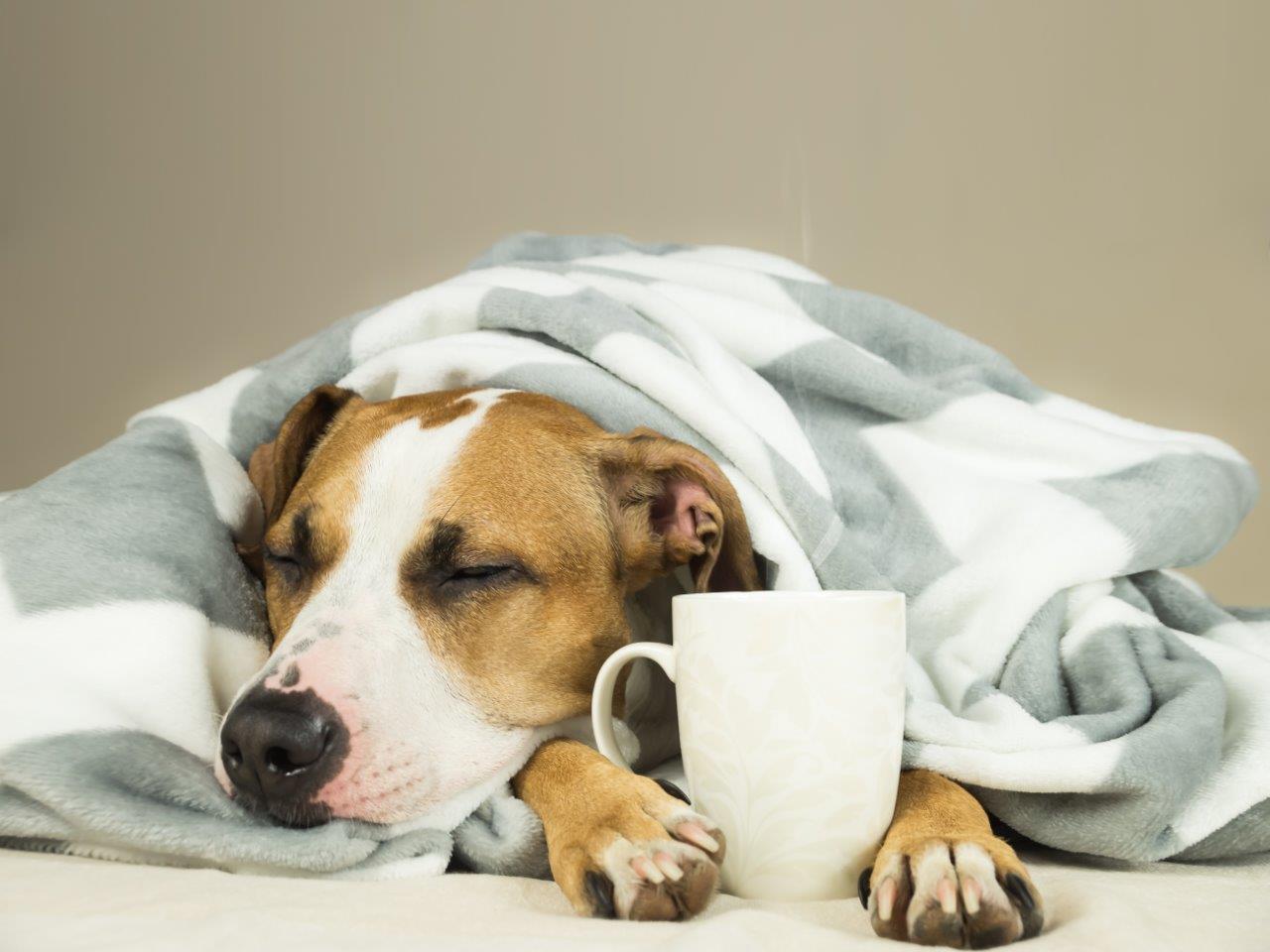 A dog sleeping with a coffee in his paws