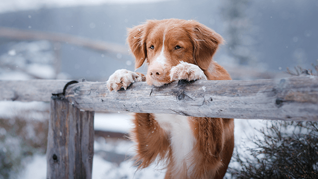 a dog in the snow