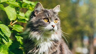 A long haired grey cat sits outside near some foliage