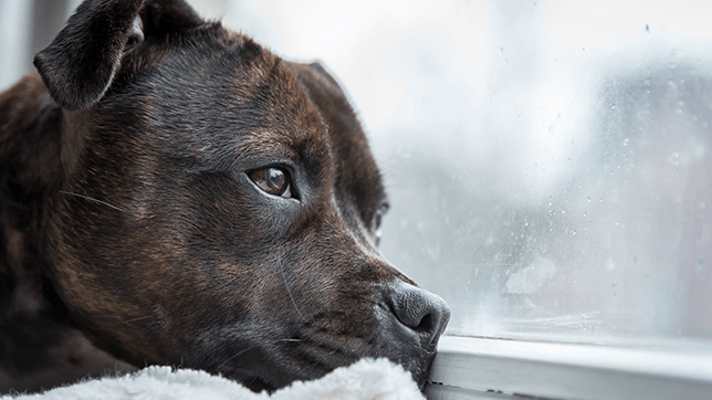 a dog looking out the window at the rain 