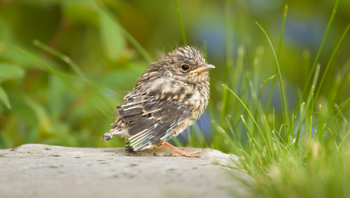 A young bird