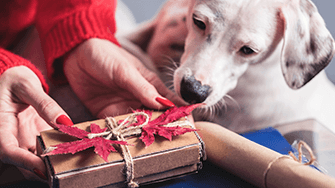 A dog looking at a gift