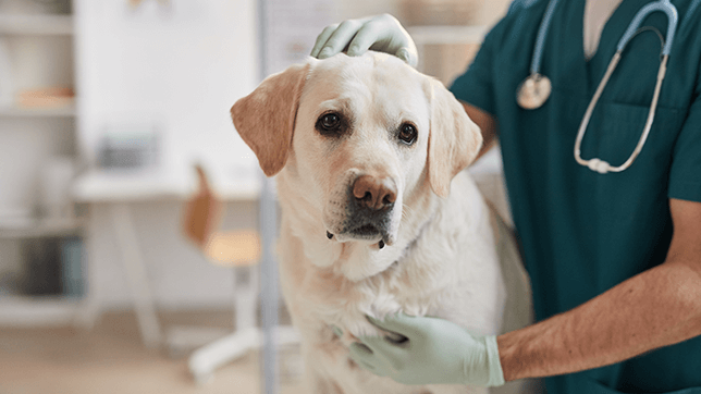 a dog at the vet