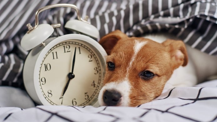 A young puppy sleeps next to an alarm clock