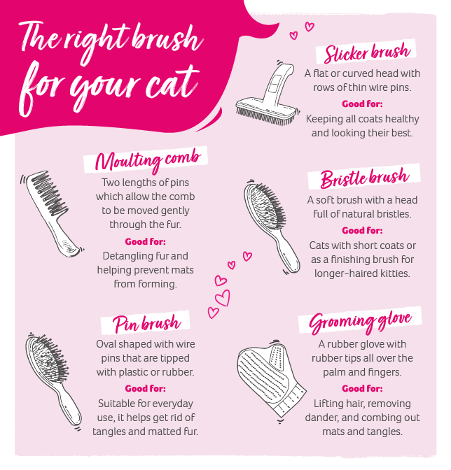 cat brush graphic