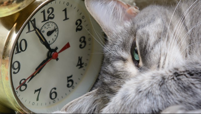 A grey cat rests next to an alarm clock