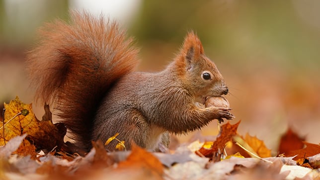 Photograph of a red squirrel sitting in a pile of orange and brown leaves