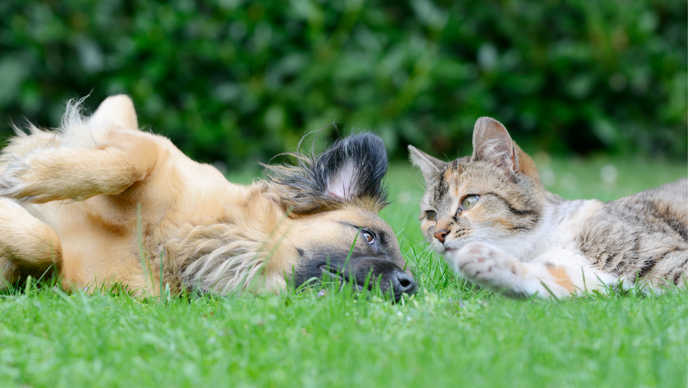 A dog and a cat looking at each other while laying upside down on grass