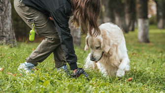 A dog walker pics up dog waste, with a dog nearby