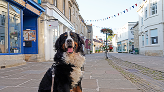 A dog sat on a village street, with bunting decorating the road