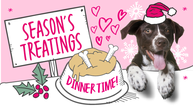 A dog waiting for their dinner