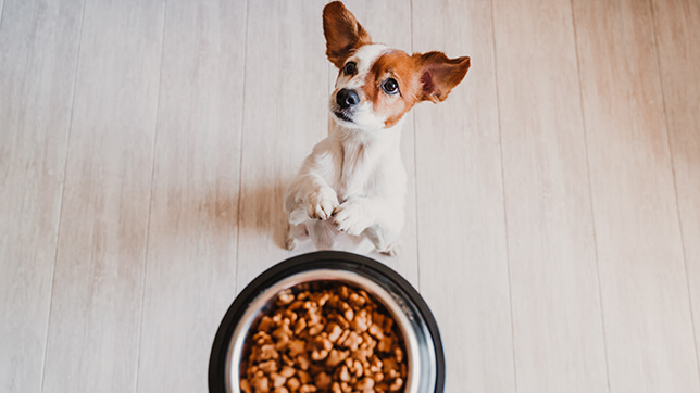 a dog waiting for their food