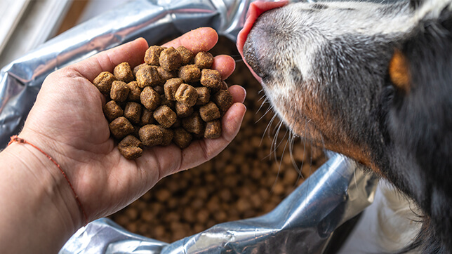 a dog eating kibble from their owner's hand