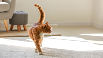 A ginger cat strides across a bright room