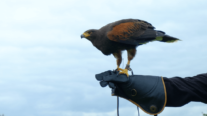 a picture of a bird of prey at Hawk Conservancy Trust