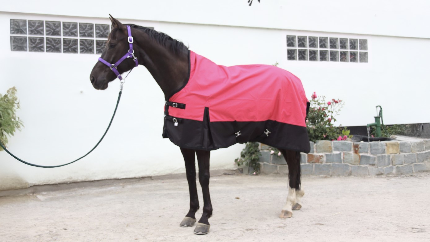 A black horse in a yard, wearing a pink horse coat