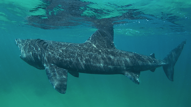 Underwater photograph of a basking shark, showing their enormous size