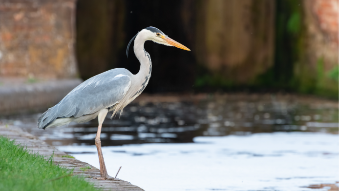 A grey Heron