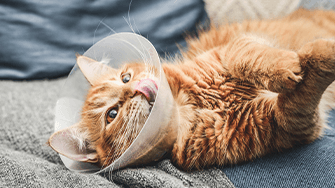 A long haired ginger cat wearing a vet collar