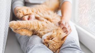 A ginger cat sprawled out on the legs of its human