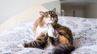 A long haired cat having a scratch on a bed