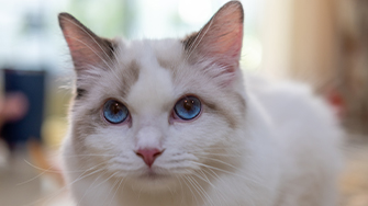 A white cat with blue eyes