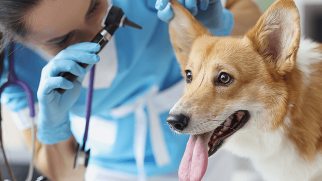 A dog at the vets 