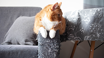 A ginger cat sat on the arm of a scratched sofa