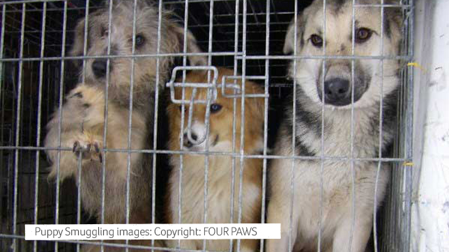 3 dogs in a container, being rescued 