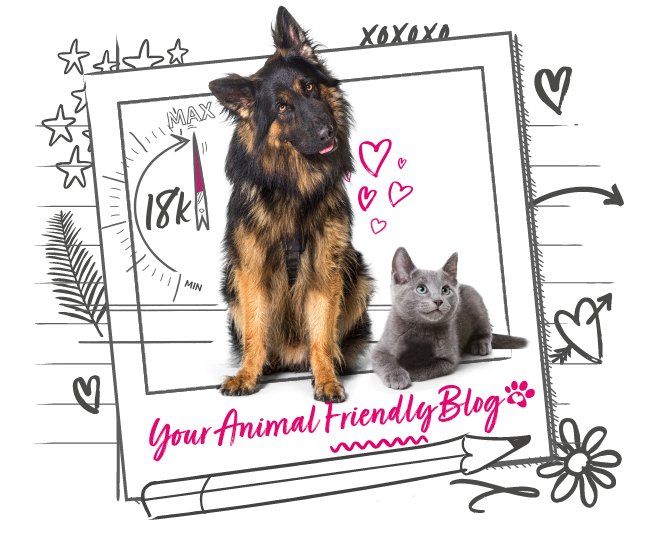 Animal Friends Lifetime £18,000 pet insurance UK’s highest vet fees